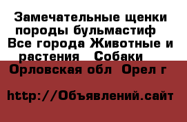 Замечательные щенки породы бульмастиф - Все города Животные и растения » Собаки   . Орловская обл.,Орел г.